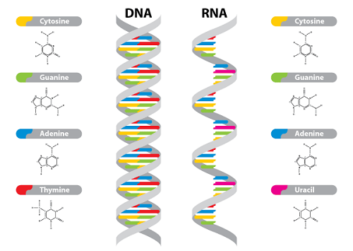 DNA-26-RNA.png
